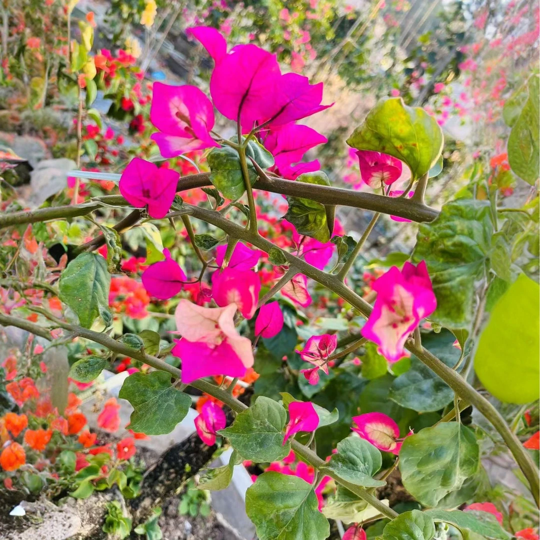 喜羊羊园艺三角梅嫁接母本老桩【一物一拍】