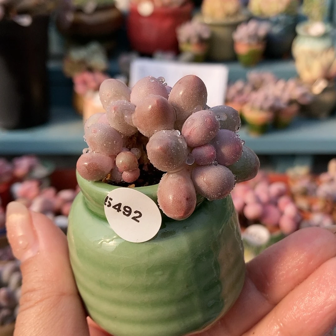 5492汤圆奶酪带盆土