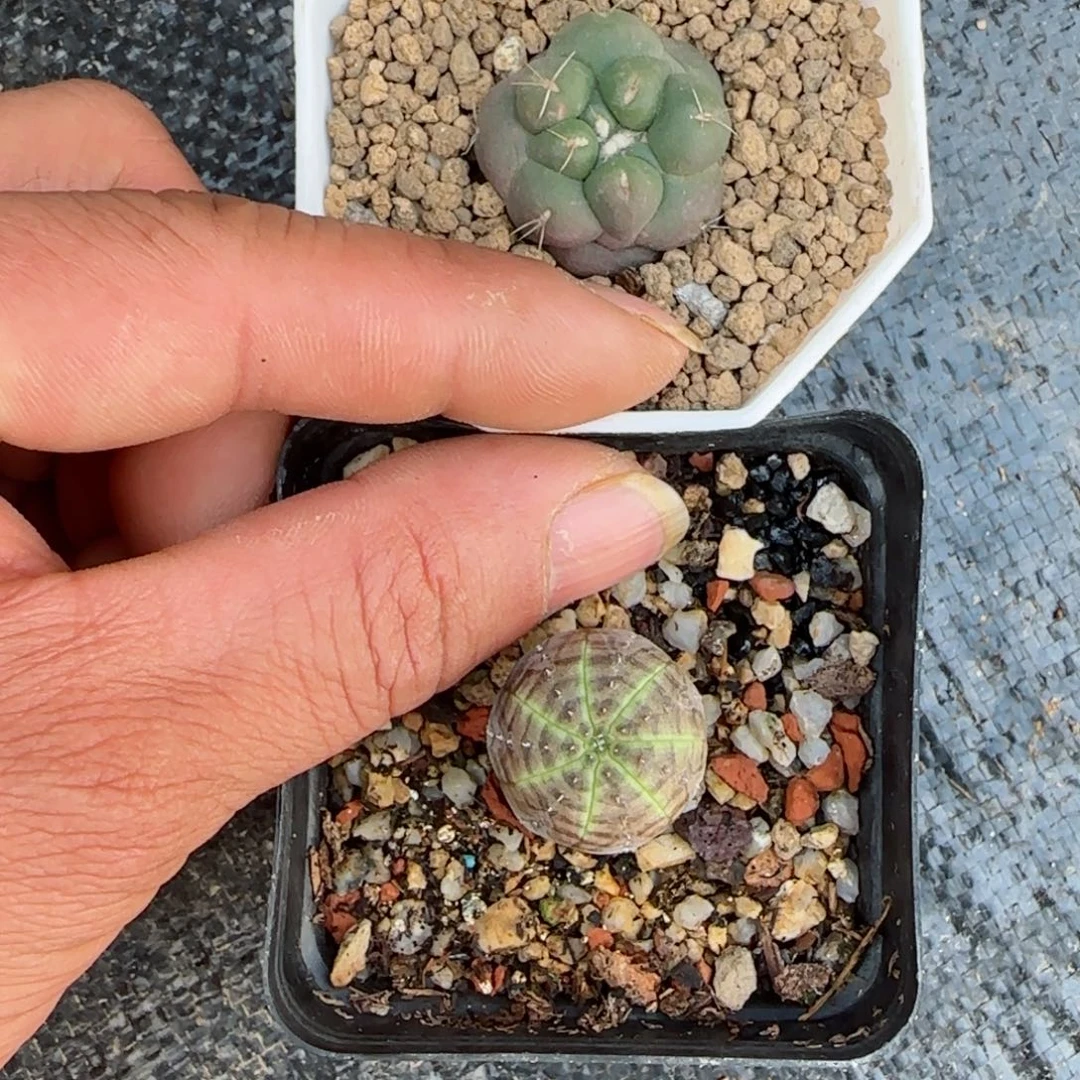 无刺象牙+布纹球