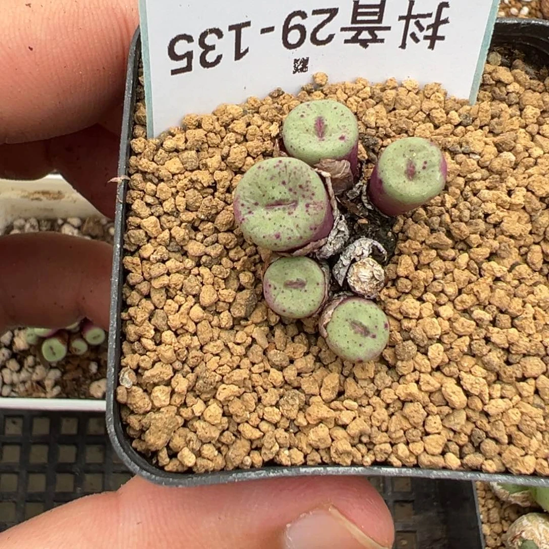蓝*奴29-135肉锥多肉植物，