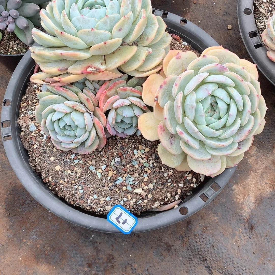 17老林  一物一拍多肉