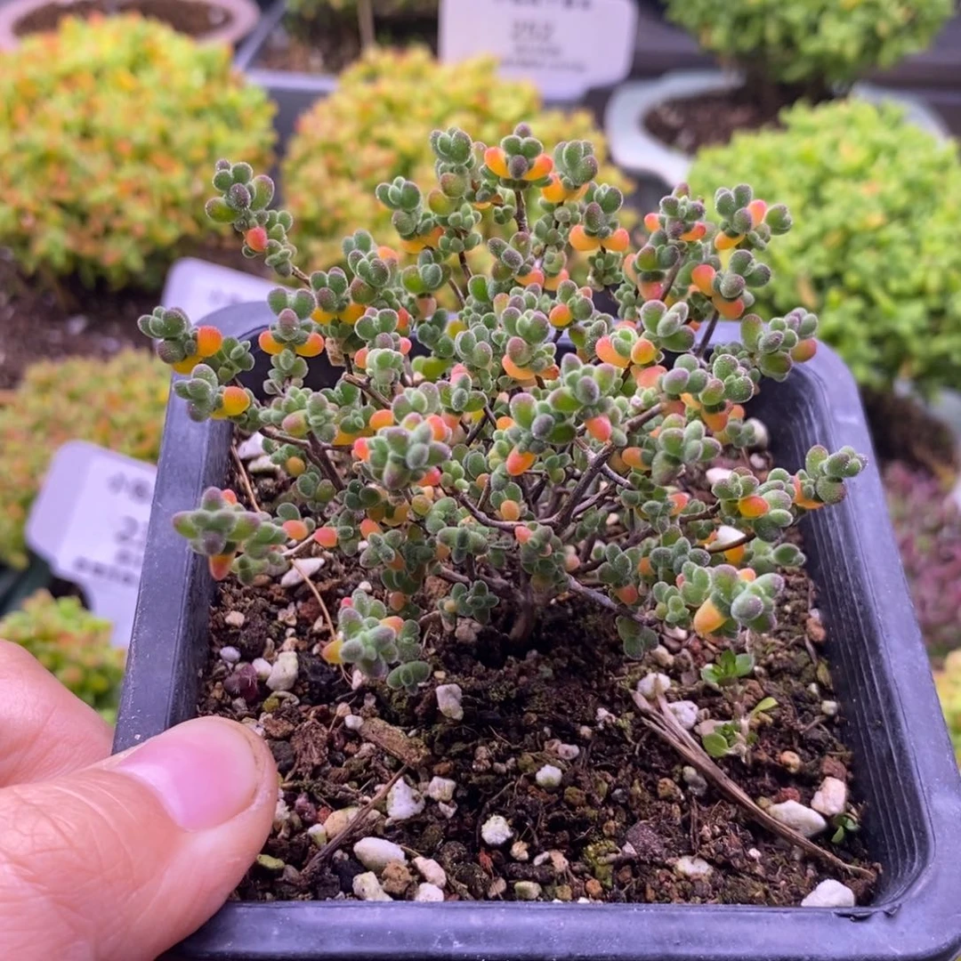 洪****爪230莱斯。