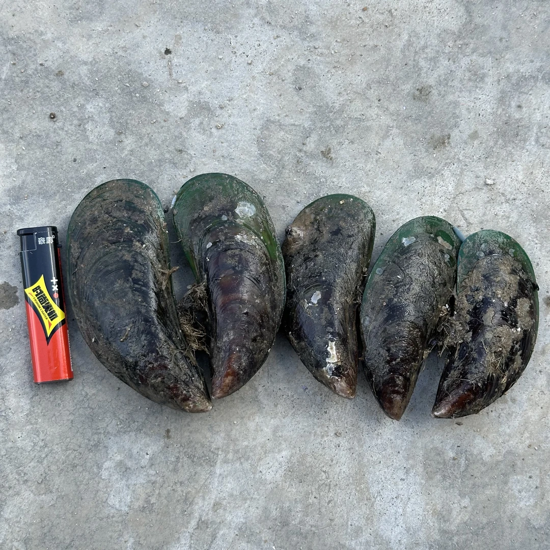 台山加大青口贝 鲜甜嫩口皮薄 顺丰