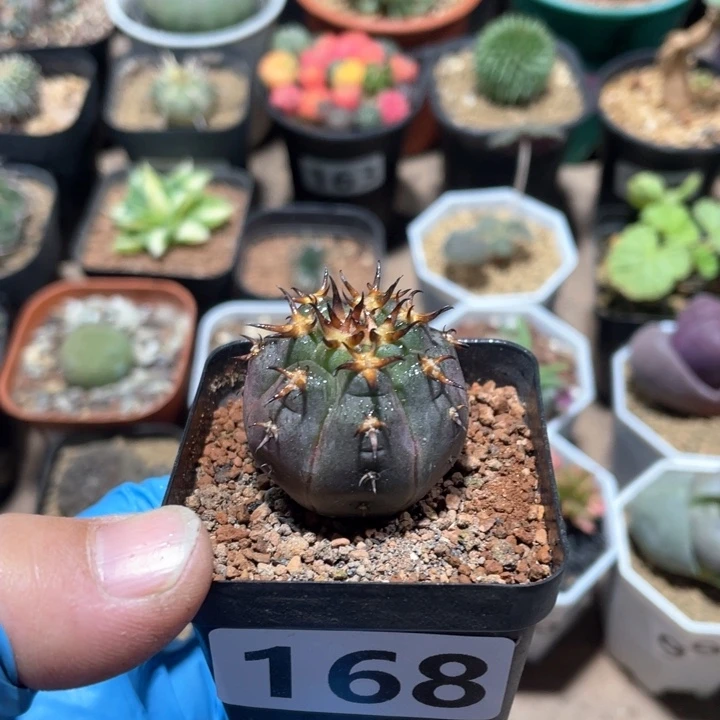 168实生猫爪仙人球