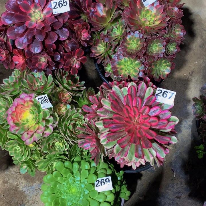 哎***呀无花朵265 264 267 266 269