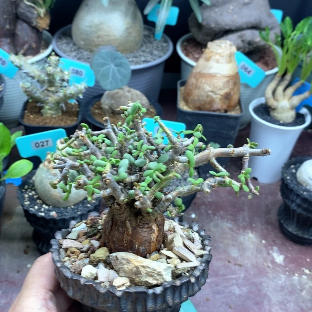 延寿城多肉植物一个
