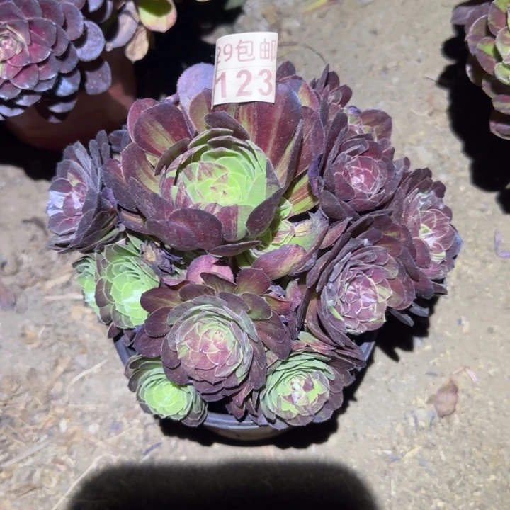 糖*花月夜……多肉植物