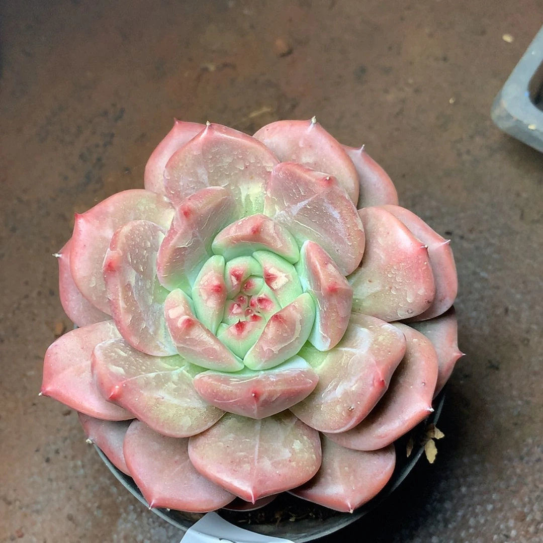 【闪购商品】云765号八厘米