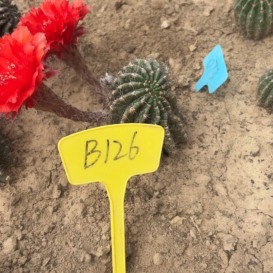 我***适B126,073瑕疵歪头