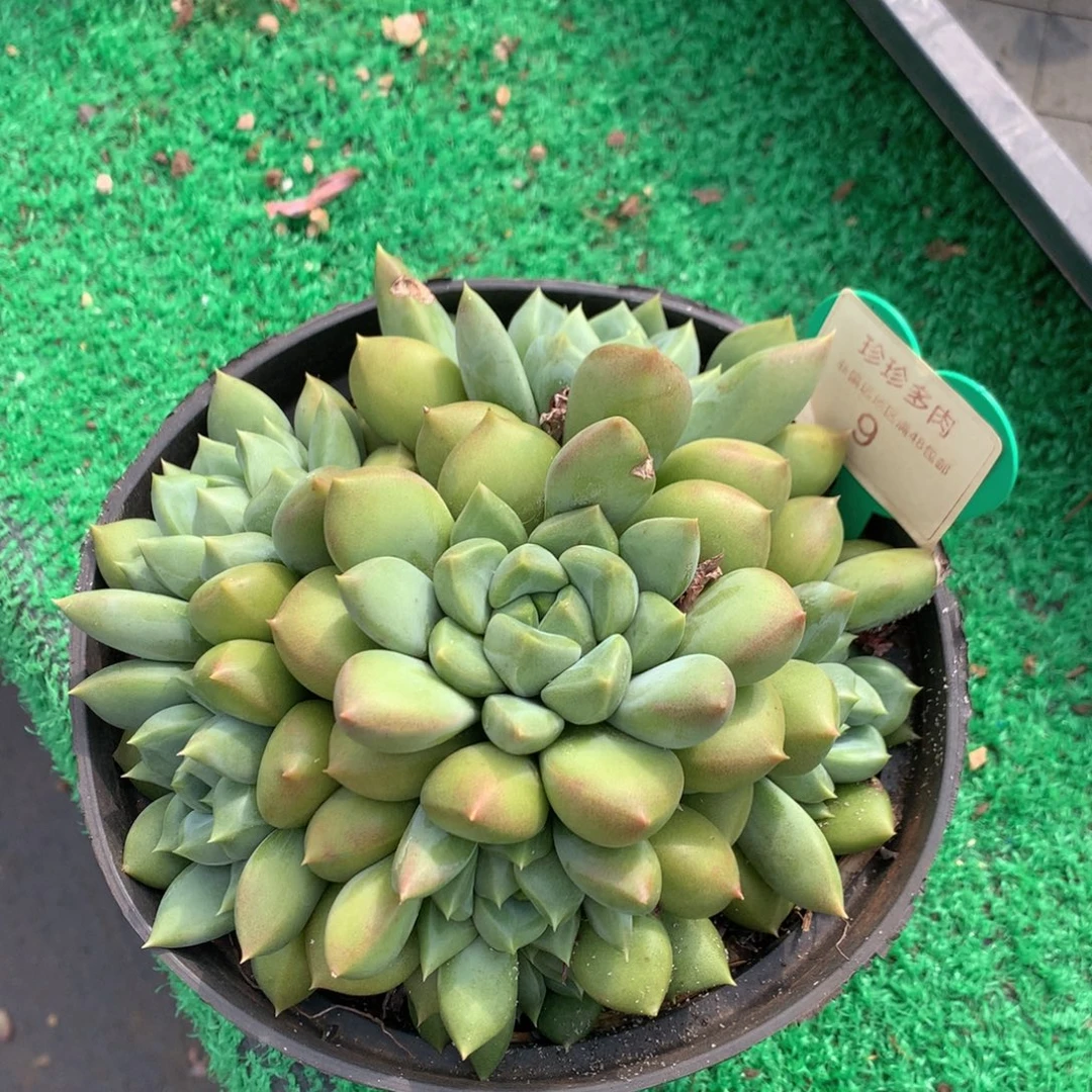 就***星红象牙老桩无砍09