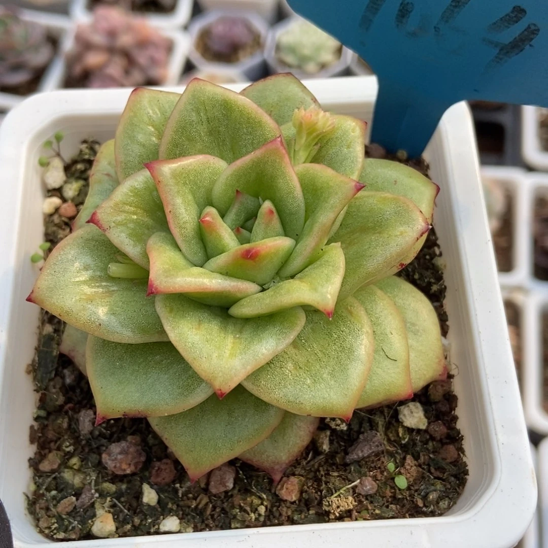 7064玛利亚锦多肉植物保护