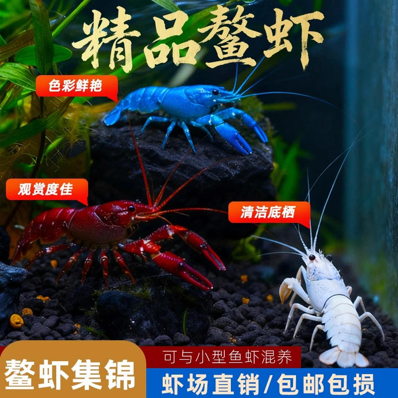 鳌虾观赏虾淡水冷水好养耐活活体宠物虾自来水红白蓝色小龙虾原生