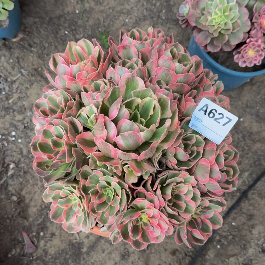 法师多肉不包损多肉粉女郎627