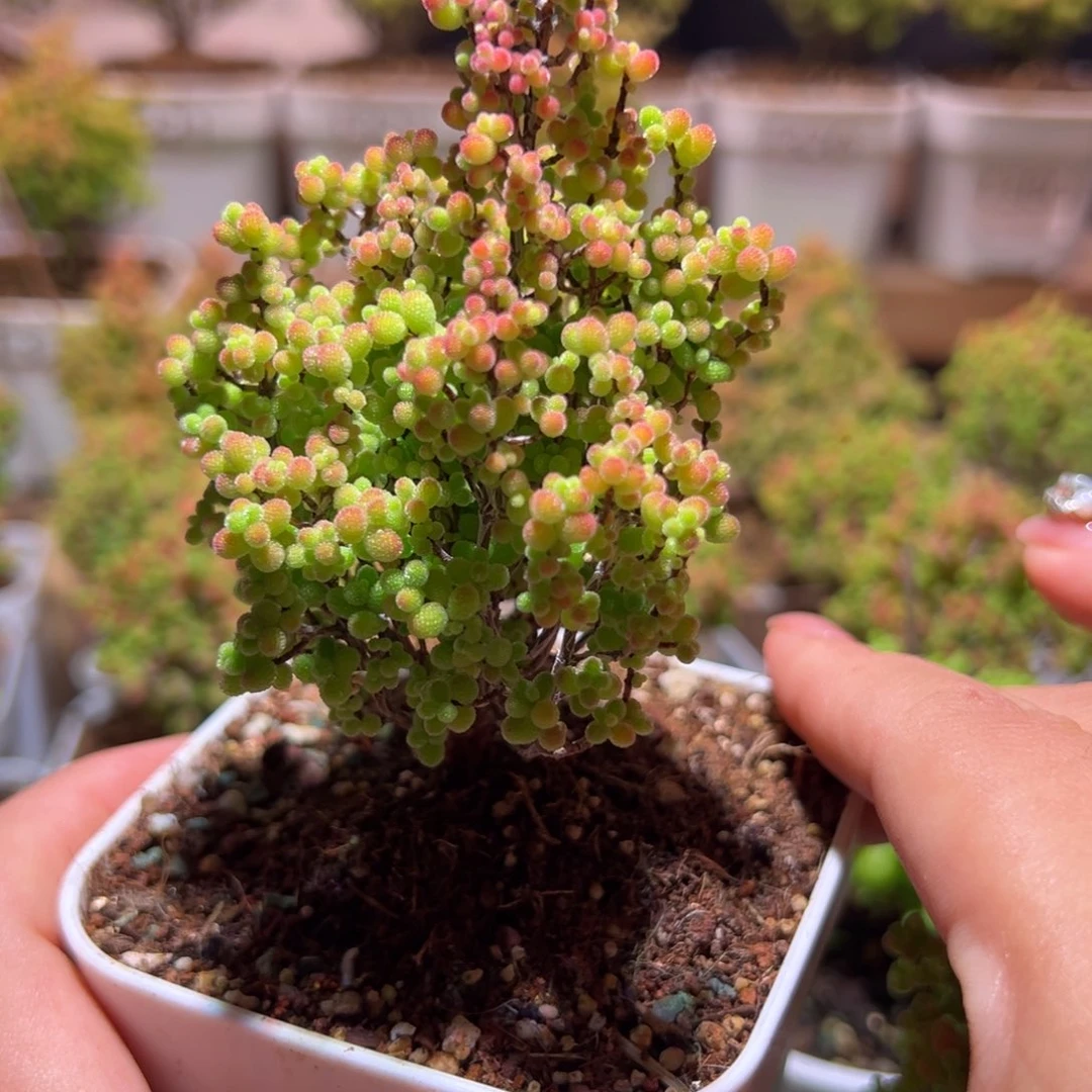 382蜜橘带盆土发货一物一拍