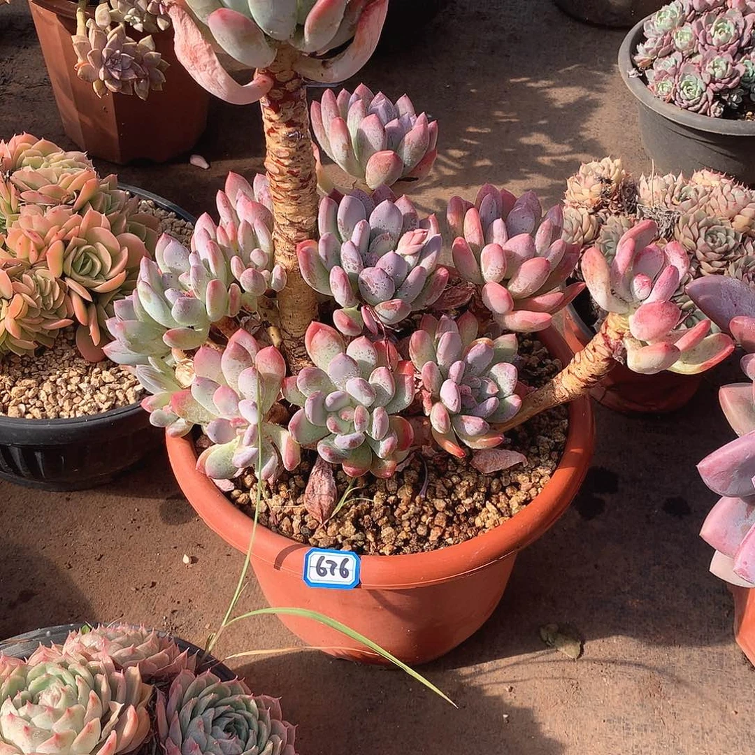 676灰姑娘 一物一拍多肉