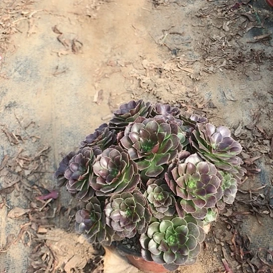 荷兰玫瑰法师多肉植物3