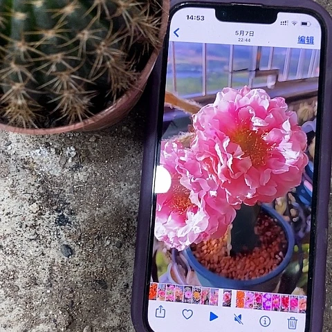 33牡丹仙人球，358890