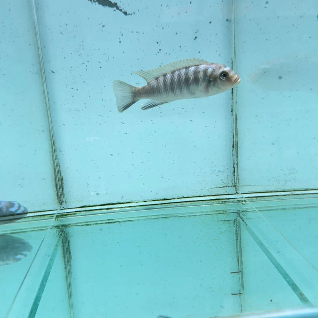 慈鲷蓬勃斑马1052。
