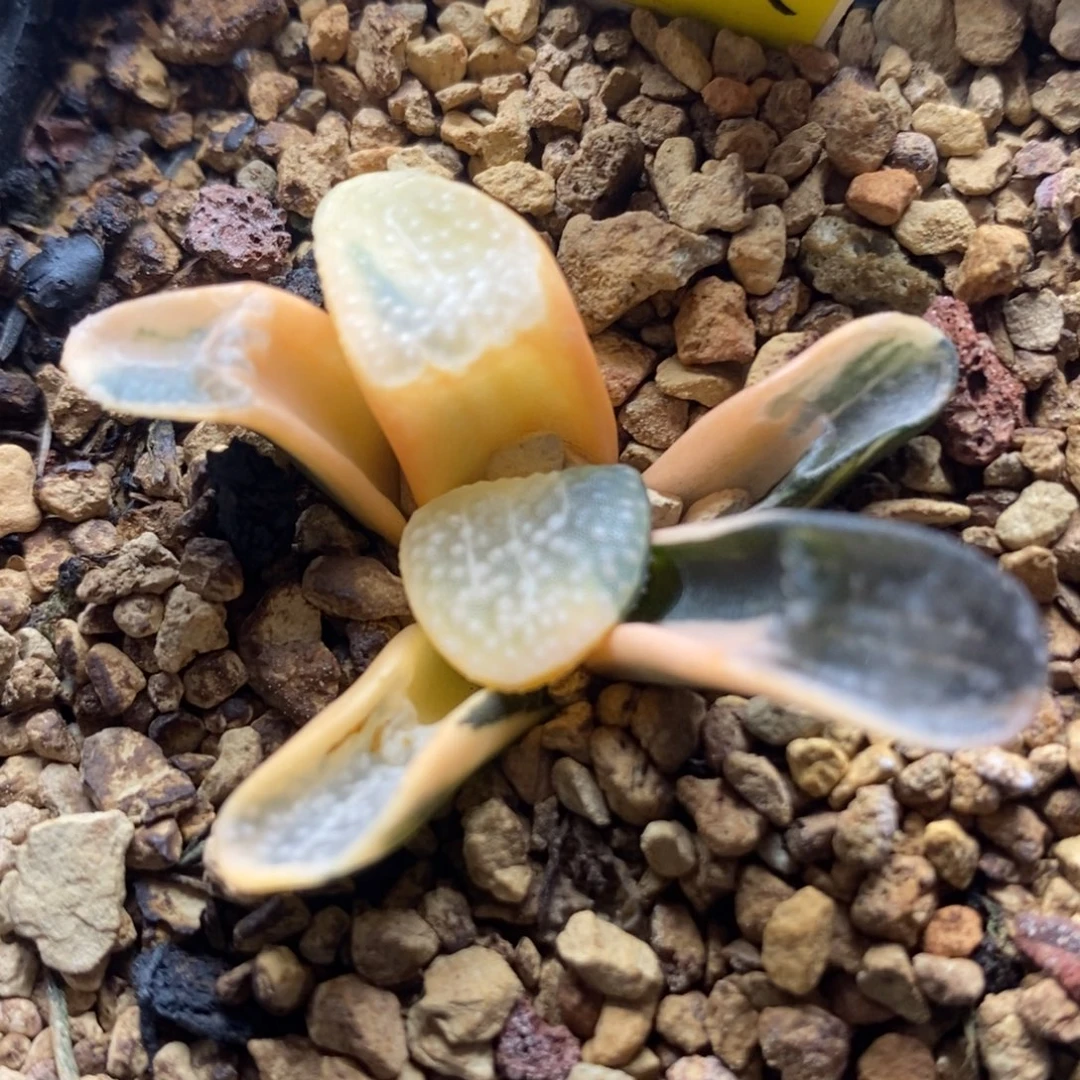 181点点寿锦一物一拍