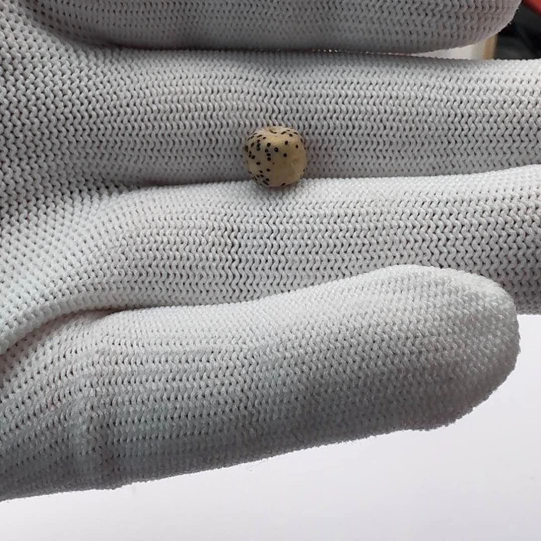 星月菩提吊坠运费运费运费