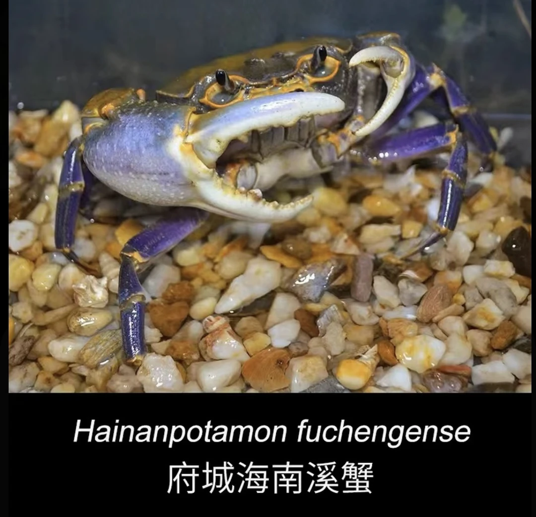 府城海南溪蟹淡水螃蟹紫色系原生易养观赏雨林缸网红宠物新手活体