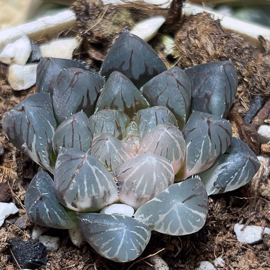恭喜发财大吉大利0156多肉
