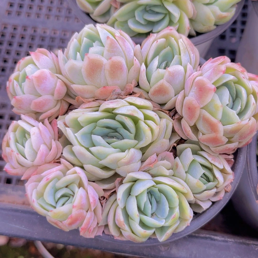 贝瑞98788888888888888