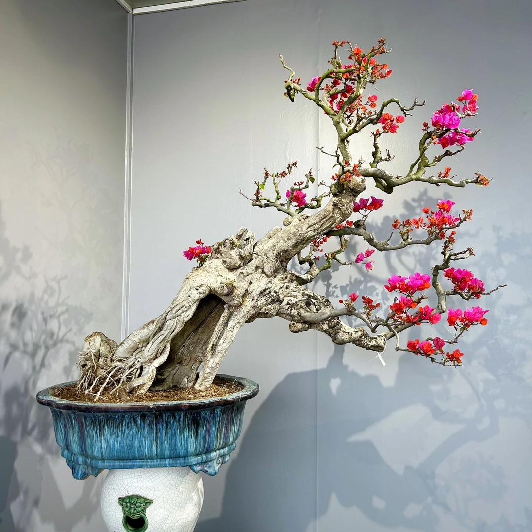 精品老桩同安红三角梅盆景阳台室内茶空间造景摆放