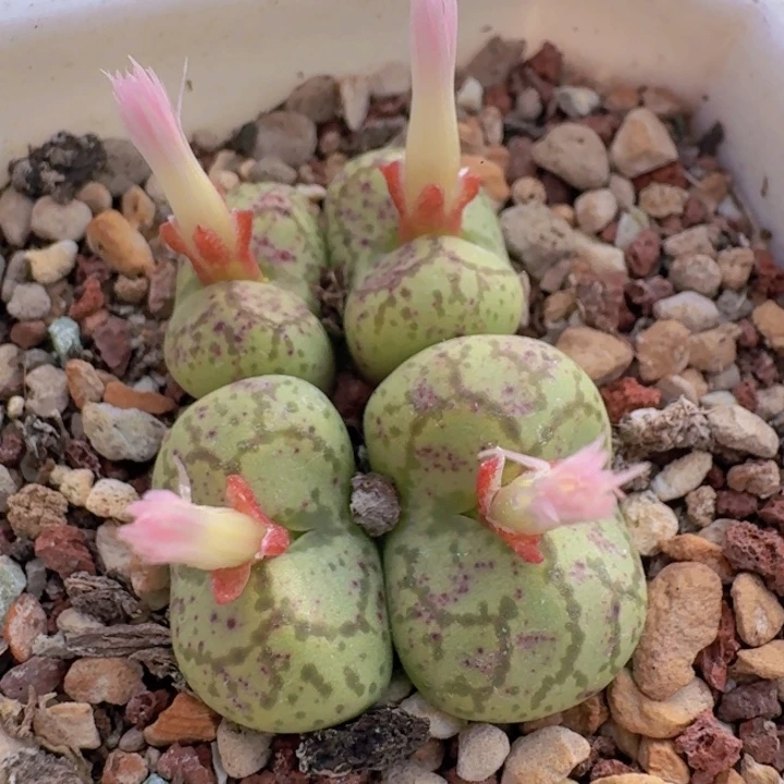 41 悟空大紫猴。