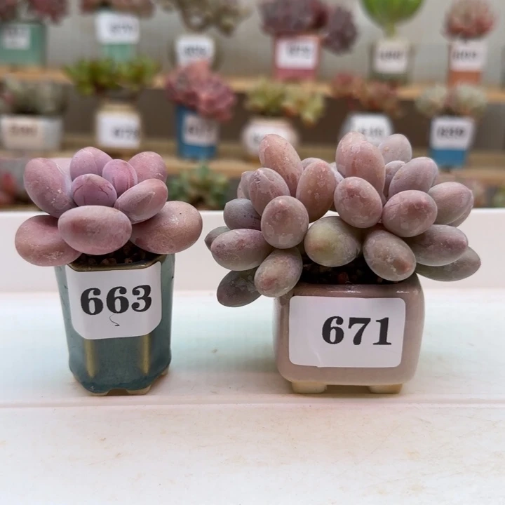 宝*宝专拍满38包邮（除新疆 西藏 内蒙）