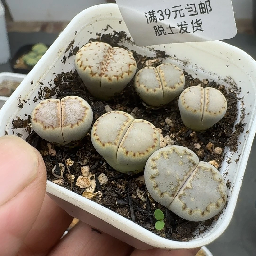 648多肉哈哈哈哈哈哈哈哈