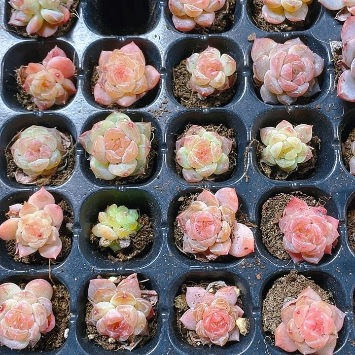 幽兰穴一个满25包