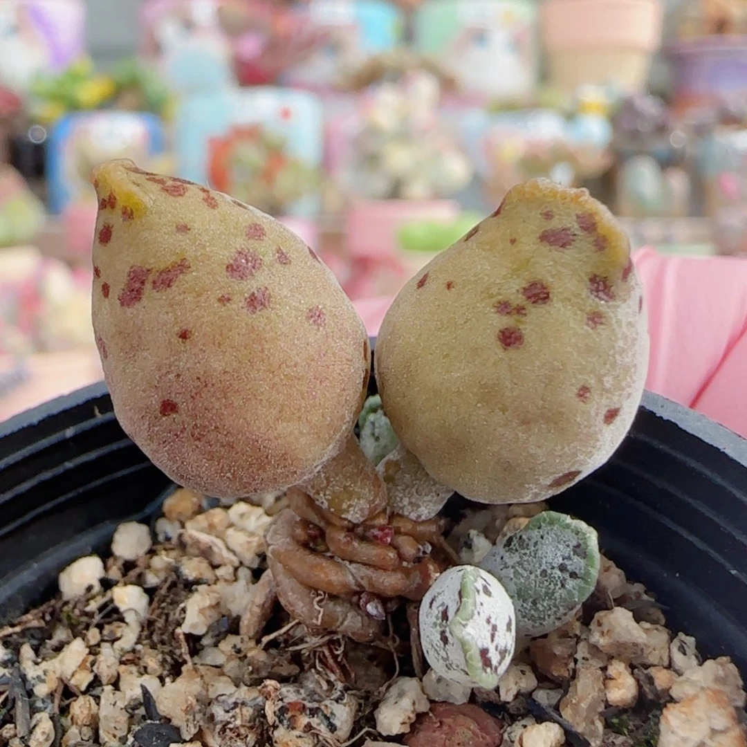 黄金豹带侧芽 盆口3cm