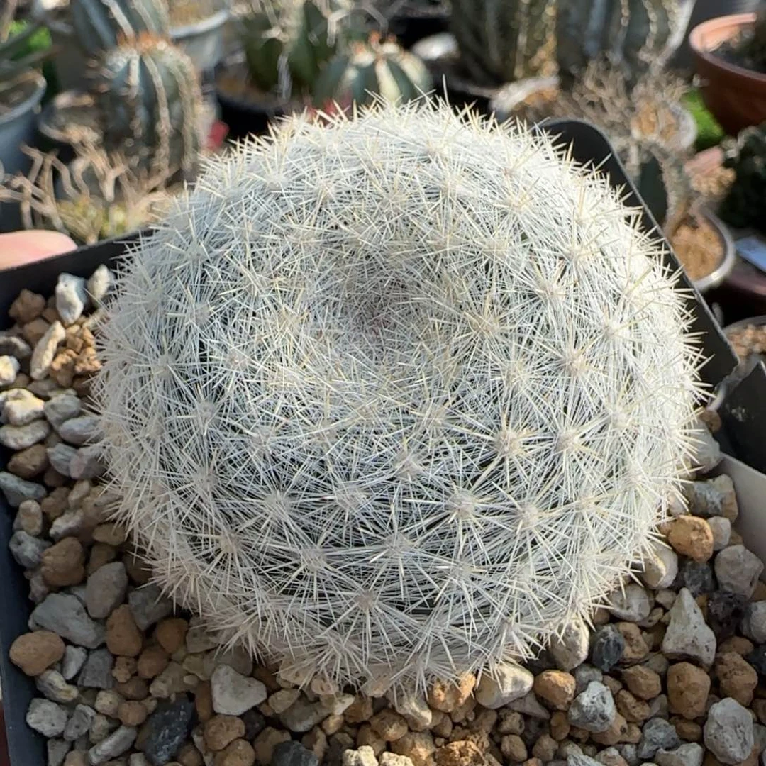 脱土发 实生 乳突球