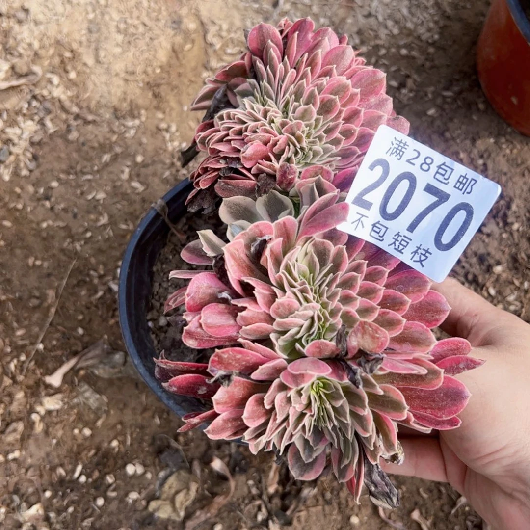 美杜莎缀多肉植物2070
