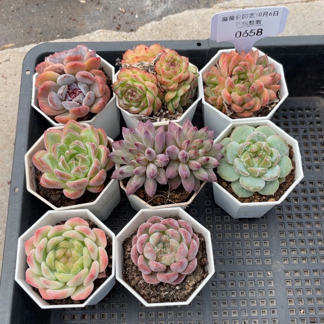 不包整散 盆子不售后0658