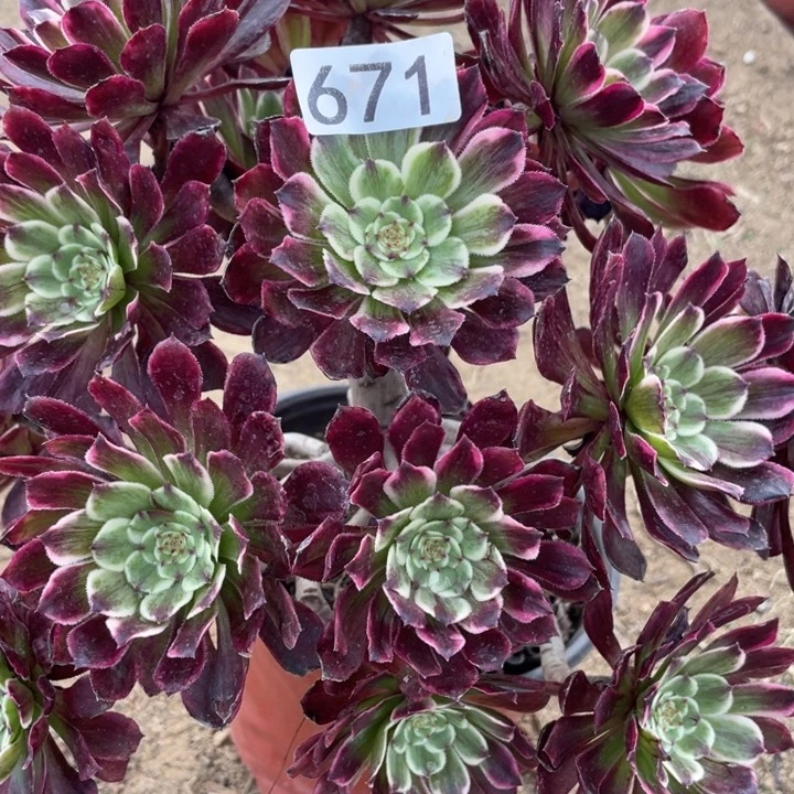 好*%671多肉植物水彩画