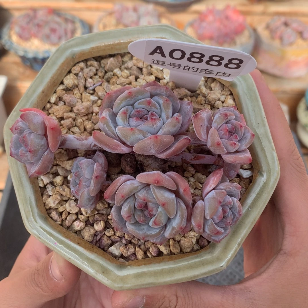 A0888 星影小脸飘枝 自然群 9cm