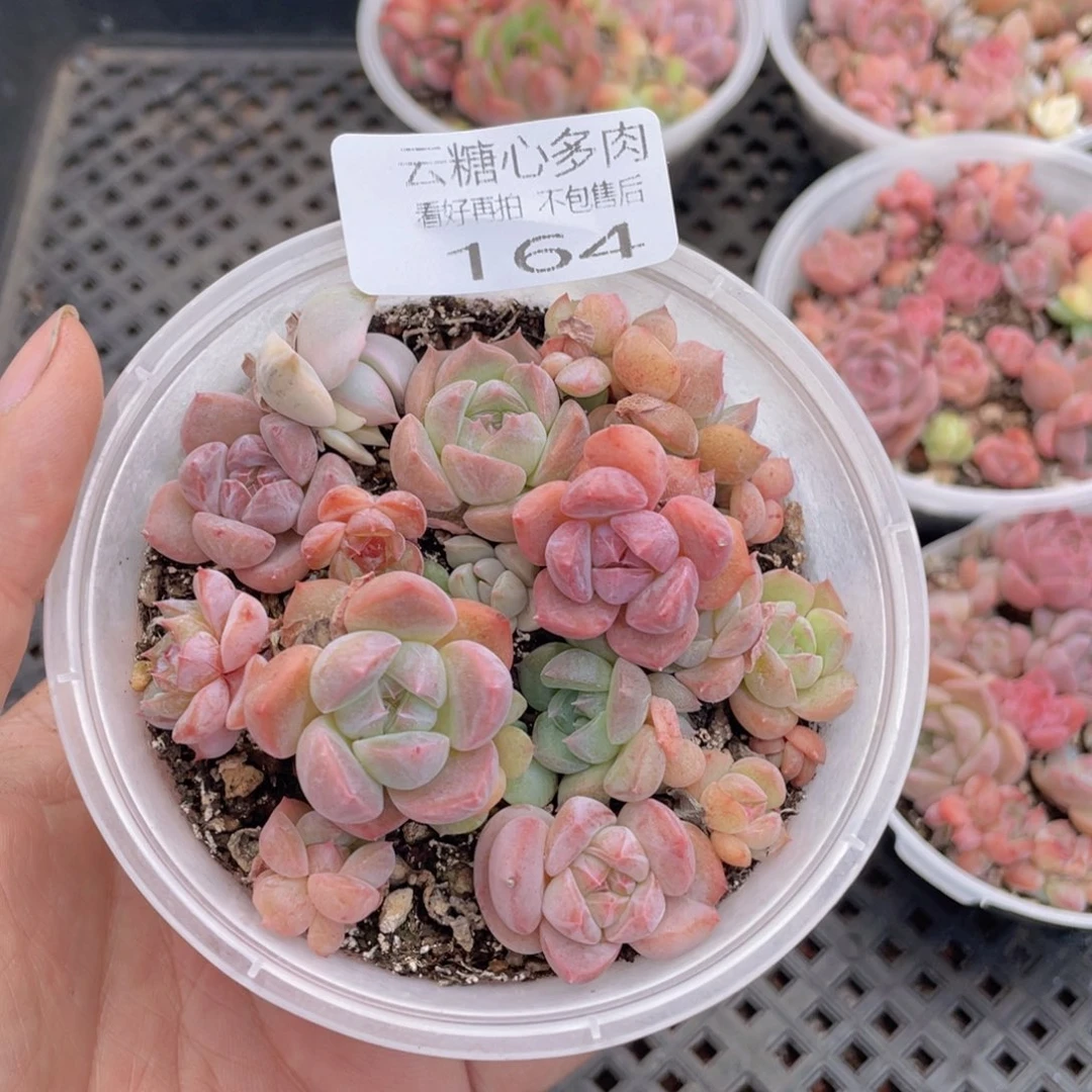 云糖心多肉植物164