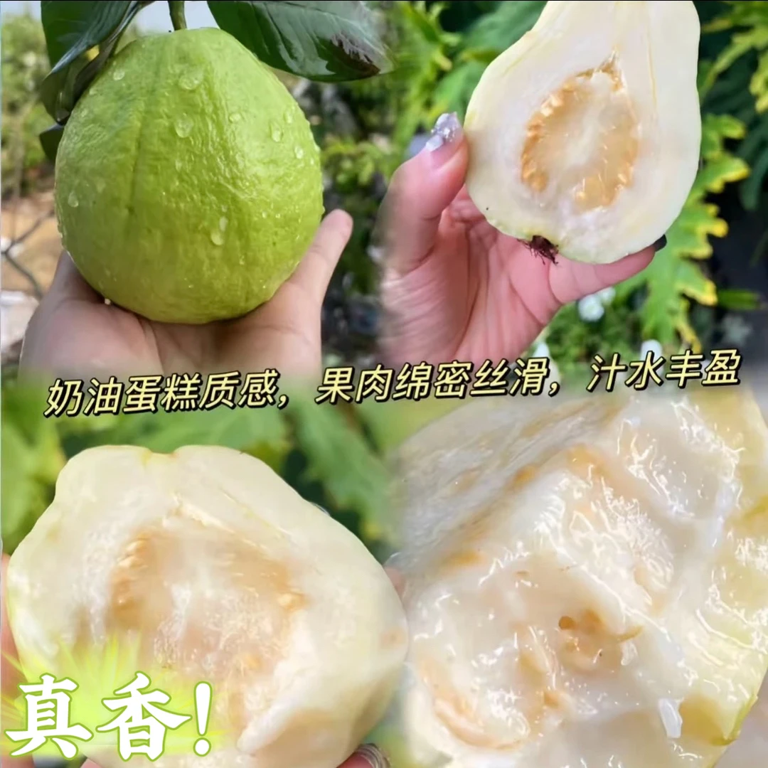 四季奶香和帝王，珍珠白心，小叶红心广西发货精选绿植盆栽