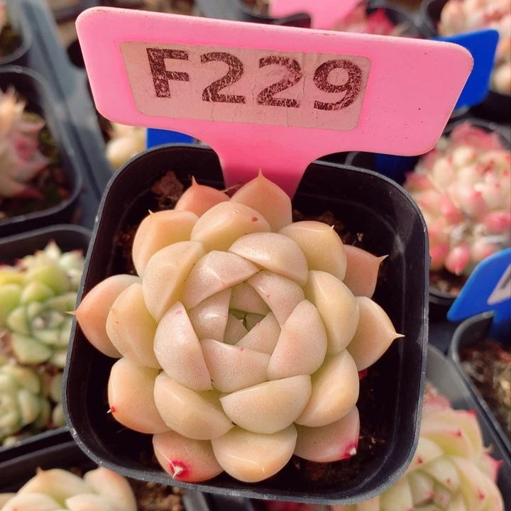 麦秆5.5cm多肉植物