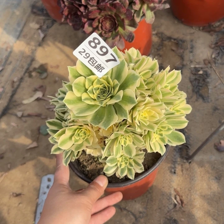 珠*迈巴赫……多肉植物……