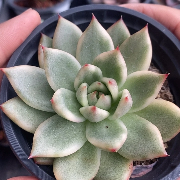 摩根锦多肉植物多肉