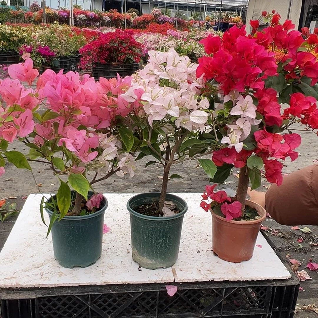 大部分花苞少量开放橙粉公主，苹果花，加州红组合