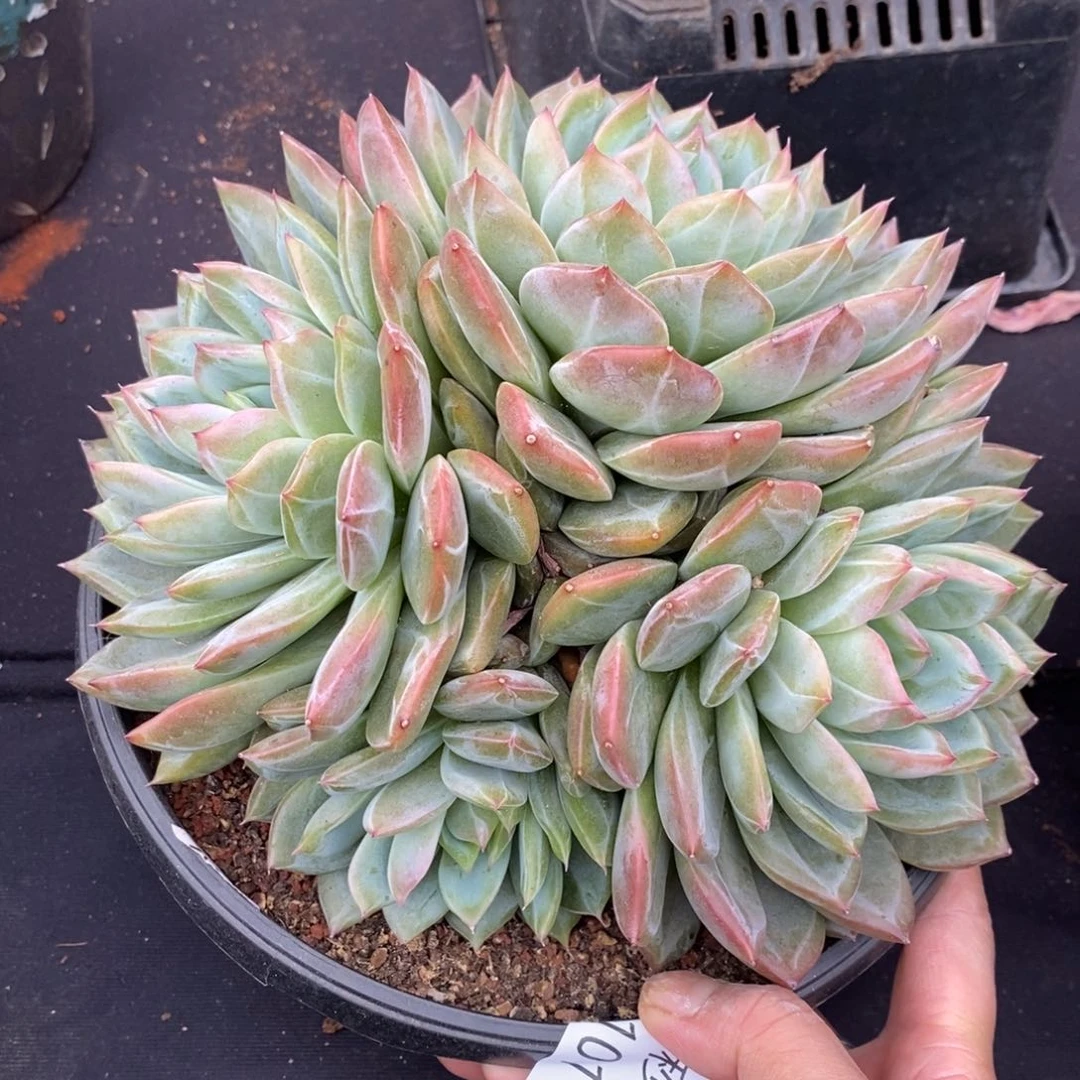 两单包邮1101-40红鸾