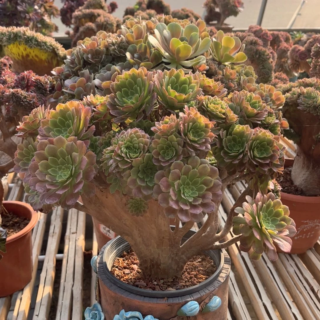 朝霞全朵朵精品老桩