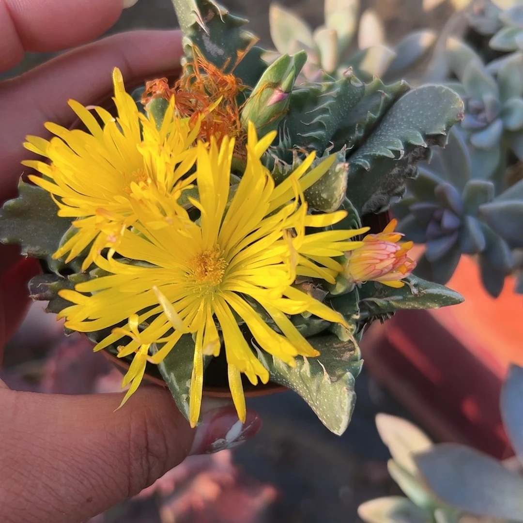 多肉植物怒涛开花