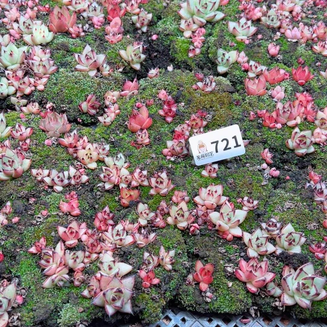 多肉植物多肉植物