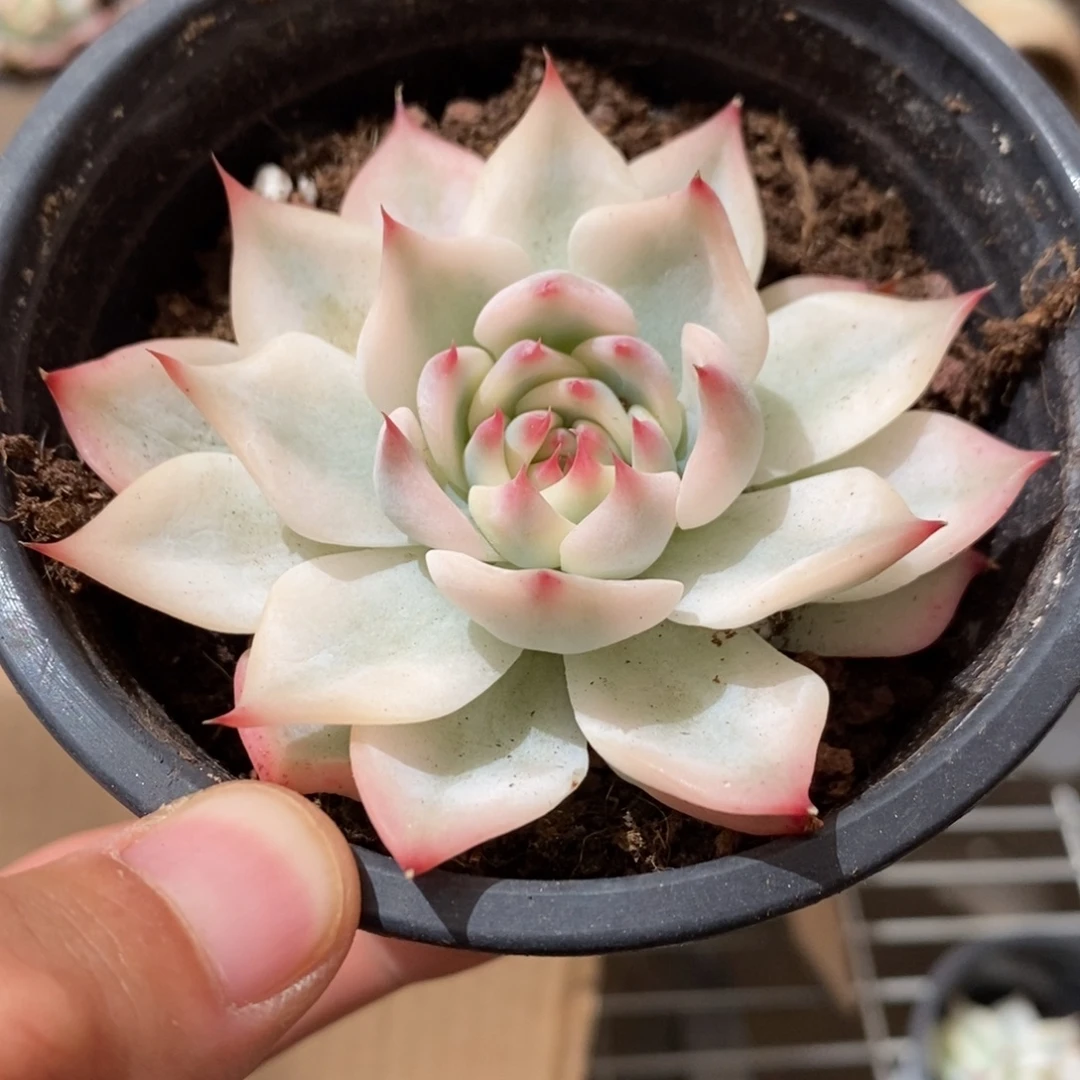 吉娃娃多肉植物9209