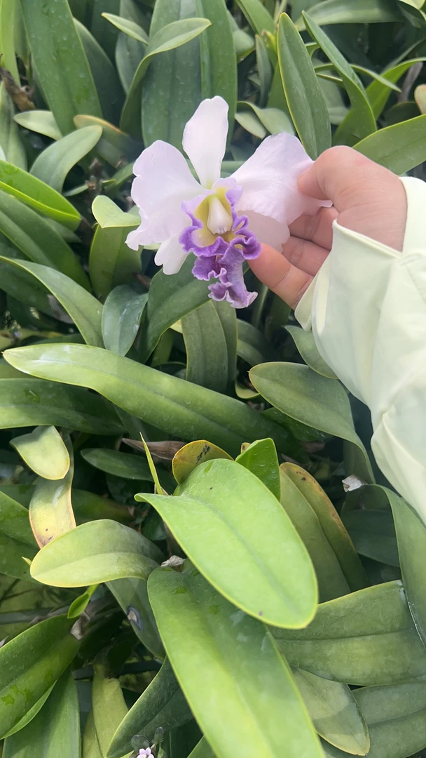 大花卡特兰蓝色稀缺花香养植难度低中花多花